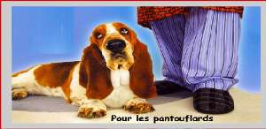Cliquez pour connaitre toutes les facettes du caractre du basset-hound
