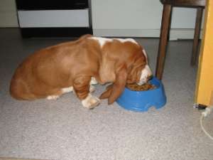 Ciquez pour connaitre l'alimentation du basset hound