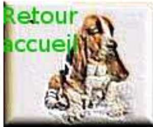 Pour revenir à l accueil du site du basset-hound