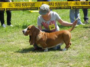 billy 1er excellent, Meilleur de race