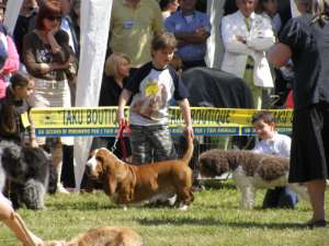 Finale du junior handler
