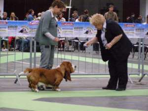 Une boiterie invisible disqualifie Billy et lui ôte le CACIB !