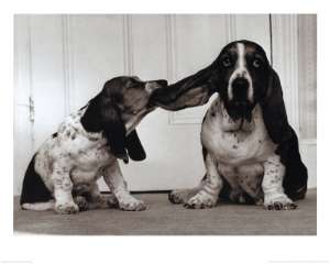 Pour entretenir les oreilles du basset hound, ce n'est pas le meilleur moyen