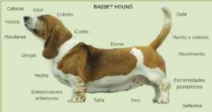 Estndar