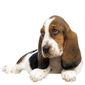 Cliquez pour avoir des renseignements sur nos chiots et les réserver