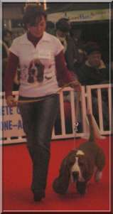 Cliquez pour voir des photos souvenirs de nos expositions canines
