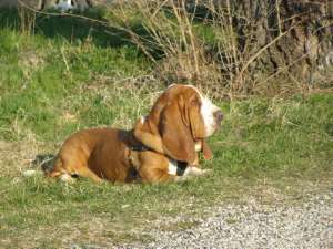 Billy au repos