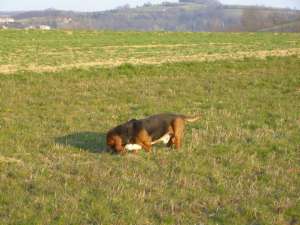 Un chien de Mme DELEAGE en action