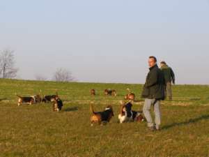 Le groupe de Bassets