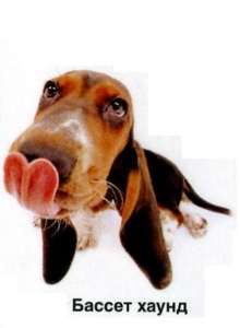 baccet hound