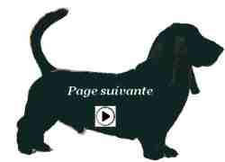 Pour voir le palmares de notre basset hound Allumette