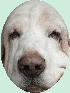 Même agé un basset hound est adorable