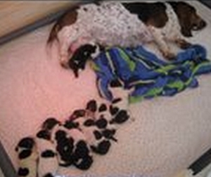 La mise bas chez le basset hound