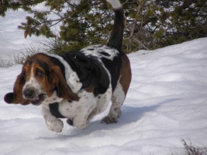 Le basset hound aime la neige