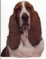 Le comportement du basset hound