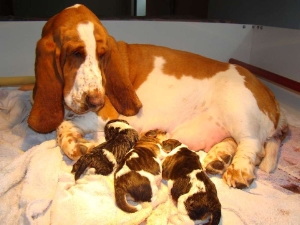Une belle portée de basset hound