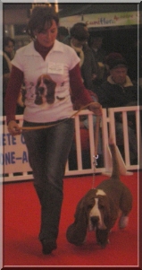 Défilé de votre basset hound tenu en laisse