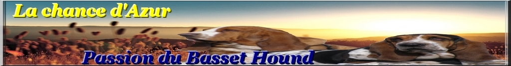 Les basset hound et la chaleur