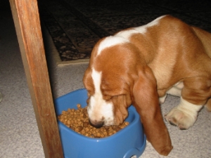 L'alimentation du basset hound