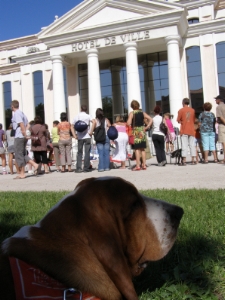 Un bon chien citadin  l'ombre de la mairie