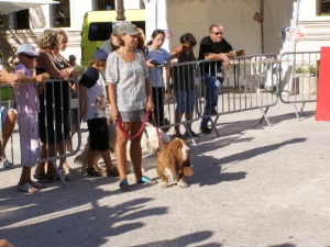 Attente d Irina et de notre basset hound avant les preuves d'agility