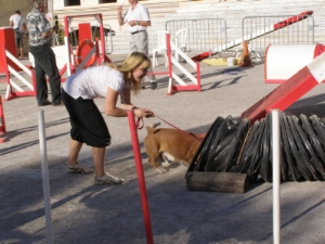 passage de notre basset hound dans le tunnel