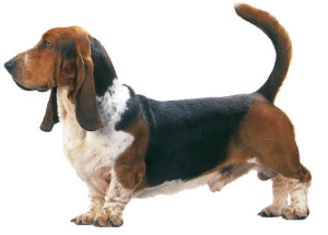 Le dressage du basset hound n'est pas chose facile