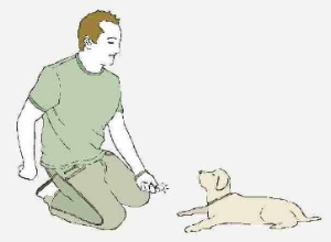 L'ordre préféré du basset hound