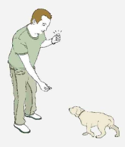 Pour faire revenir votre basset hound à la chasse