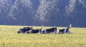 Meute de basset hound à l entrainement