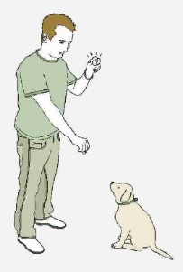 Eduquez votre basset hound avec le clicker handling