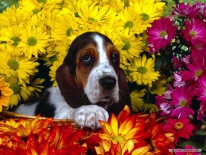 Estimez le caractre de votre basset hound avec le test de Campbell