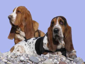 Les basset-hound de Chance d Azur sur Chiens de France