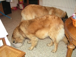 la gestation chez la chienne