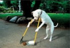 Djections canines, avant d en arriver l, apprenons le caniveau  nos chiens ou ramassons !