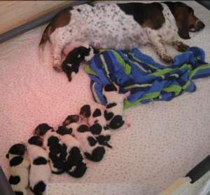 Saillie et reproduction artificielles du basset hound