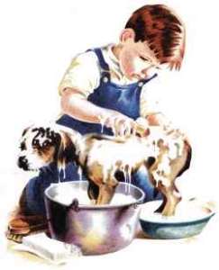 Prendre soin du pelage du basset-hound