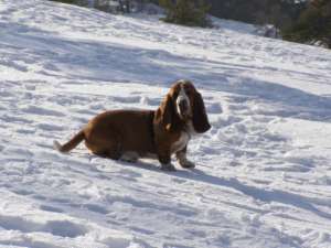 Allez  la neige avec son basset hound, mais faites attention.