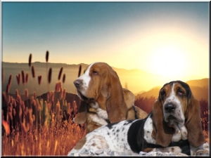 Soleil et chaleur sont agréables mais dangereux pour le basset-hound