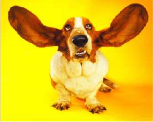 Les oreilles du basset hound, source de problmes