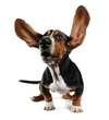 Les otites assez fréquentes chez le basset-hound