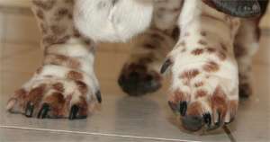 Surveillez et entretenez les pattes et coussinets de votre basset hound