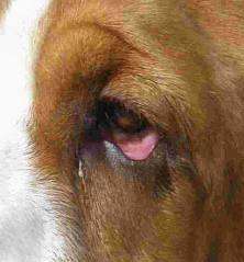 Prendre soin des yeux de votre basset-hound
