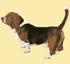La morphologie du basset-hound l expose à des problèmes de dos