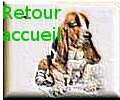 Cliquez pour revenir à l accueil du site du basset-hound