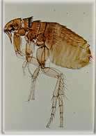 le plus connu des parasites du chien, voici quelques infos