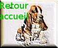 Cliquez pour revenir  l accueil du site du basset-hound