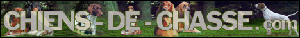 chiens de chasse.com