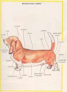standard bassethound