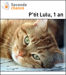 Adoption avec seconde chance